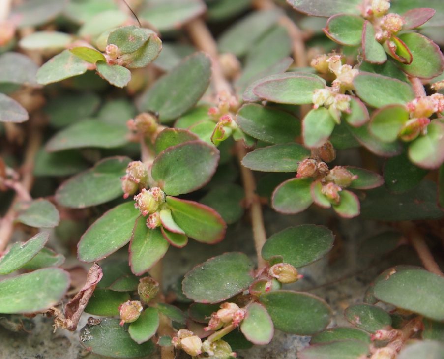 cỏ sữa lá nhỏ 2