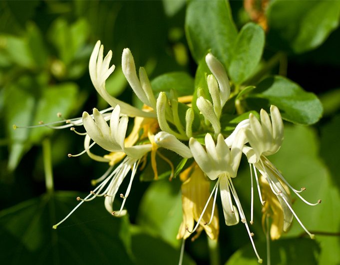 Honeysuckle Lonicera tatarica detail, pink blooming blossoms