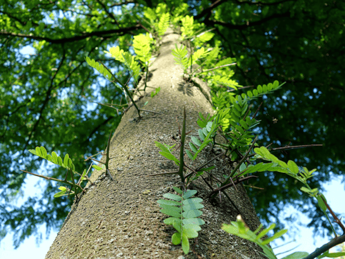 tạo giác thích 3