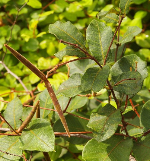 hà thủ ô trắng 2