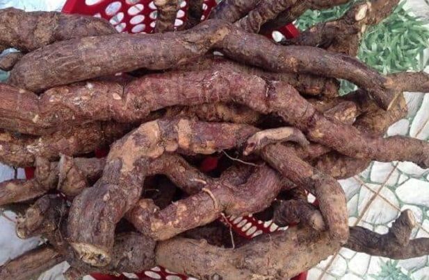 hà thủ ô trắng 3